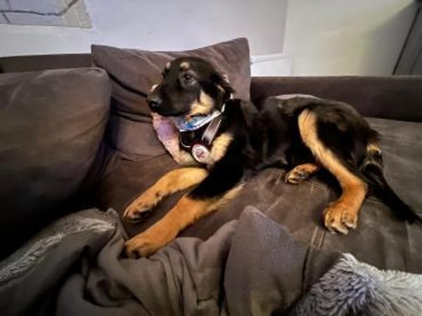 Jano sucht sein großes Glück