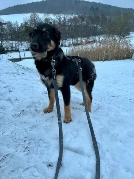 Jano sucht sein großes Glück