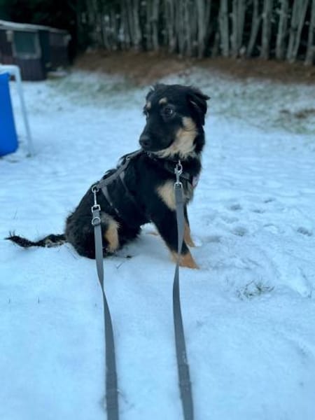 Jano sucht sein großes Glück