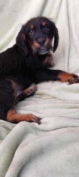 Abenteuerlustiger Wirbelwind sucht