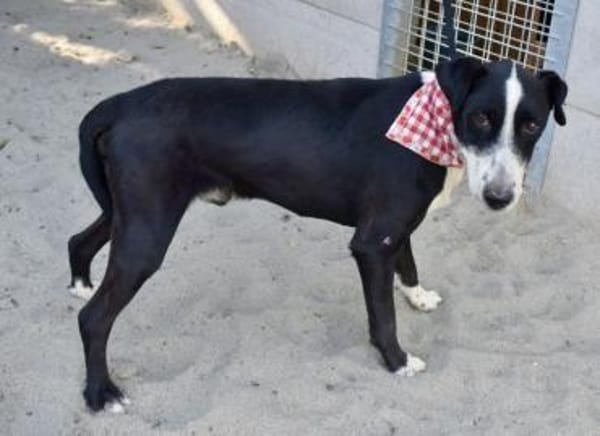 Guszti  ein großer Schmusebär