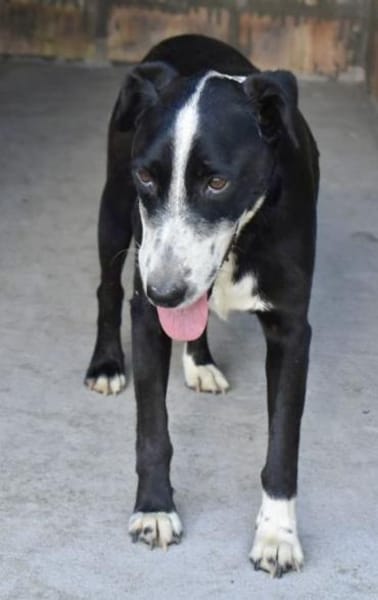 Guszti  ein großer Schmusebär