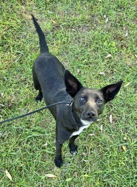 Lily eine freundliche Begleiterin