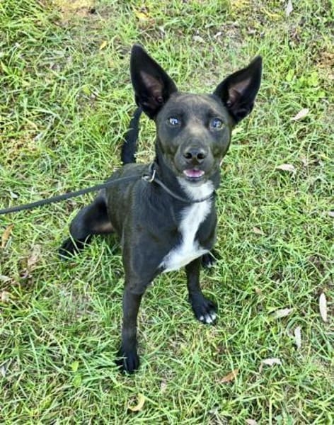 Lily eine freundliche Begleiterin