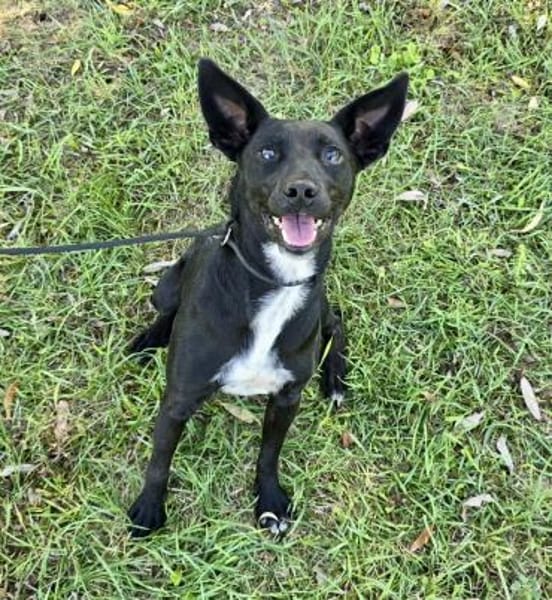 Lily eine freundliche Begleiterin