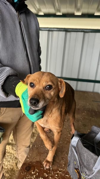 Bambi - zärtliche Hundedame