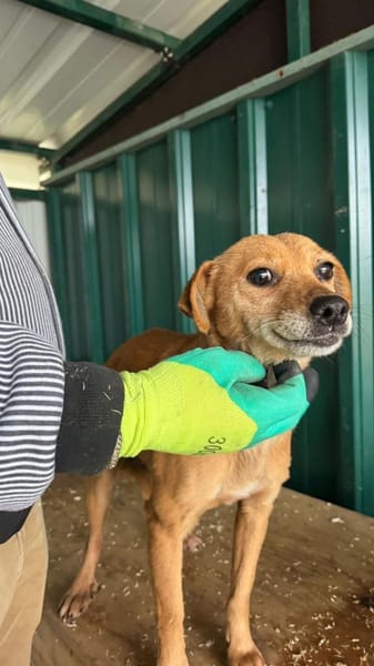 Bambi - zärtliche Hundedame