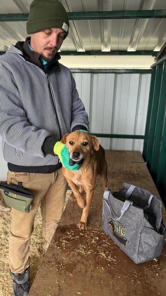 Bambi - zärtliche Hundedame