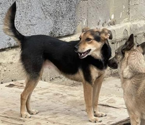 MILA - super lieb und verspielt