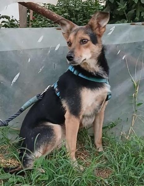 MILA - super lieb und verspielt