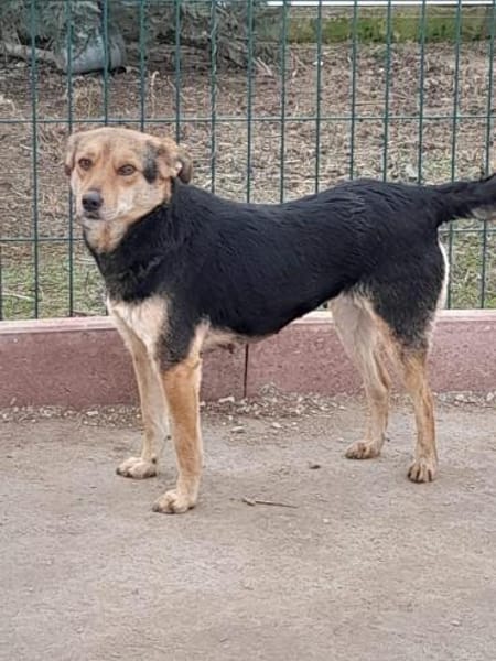 MILA - super lieb und verspielt