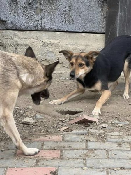 MILA - super lieb und verspielt