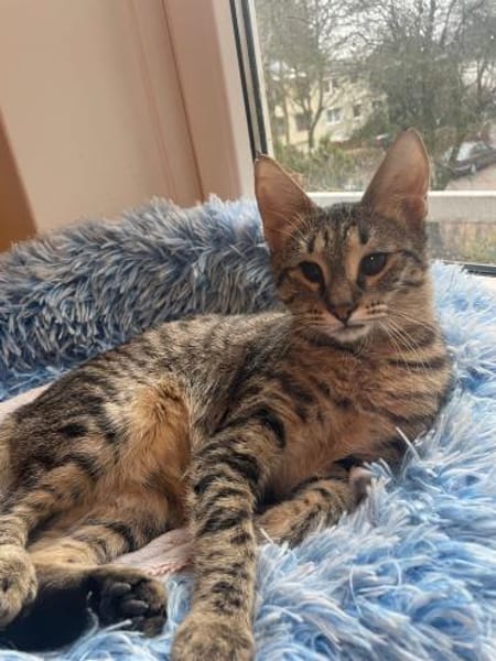 Verspielter und verschmuster Schnurrbert