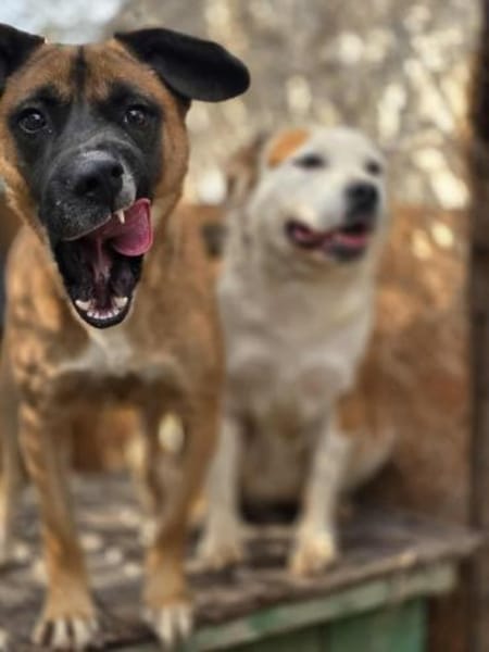 THORE jetzt auf PS in 50170 Kerpen