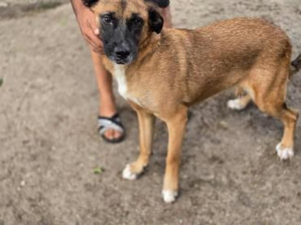 THORE jetzt auf PS in 50170 Kerpen