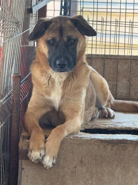 THORE jetzt auf PS in 50170 Kerpen