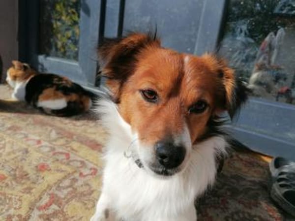 Abbo - aufgewecktes Dreibein sucht