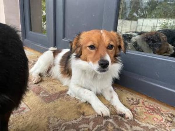 Abbo - aufgewecktes Dreibein sucht