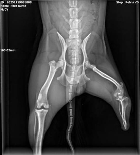 Abbo - aufgewecktes Dreibein sucht