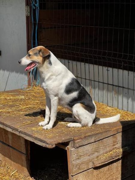 COCO - freundliche Familienhündin