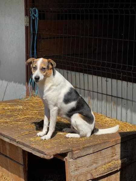 COCO - freundliche Familienhündin