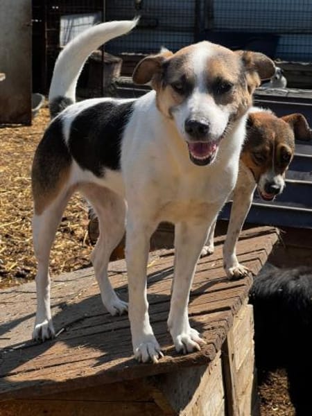 COCO - freundliche Familienhündin