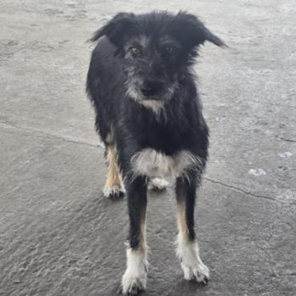 Cheesy ❤ sehr sozial und verschmust