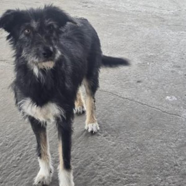 Cheesy ❤ sehr sozial und verschmust