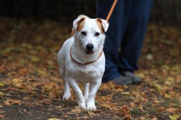 Rusty sucht Action und sein Körbchen