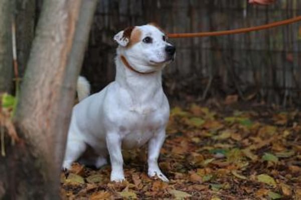 Rusty sucht Action und sein Körbchen
