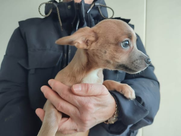 HERMIONE QCN (réservée)