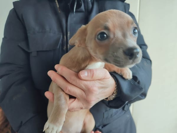 HERMIONE QCN (réservée)