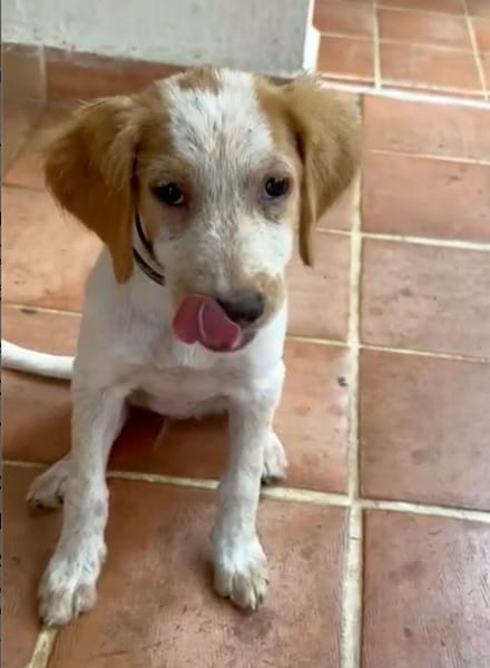 ACAÏ, chiot femelle Croisée Épagneul