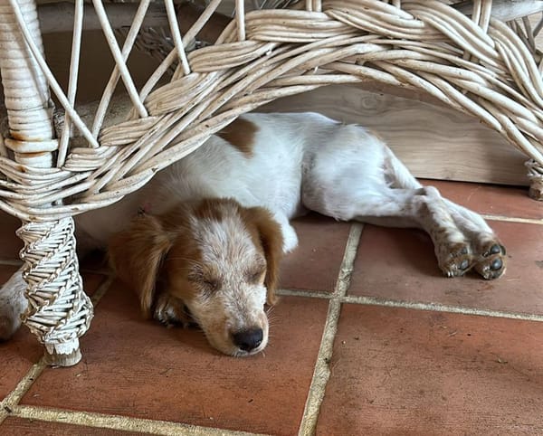 ACAÏ, chiot femelle Croisée Épagneul