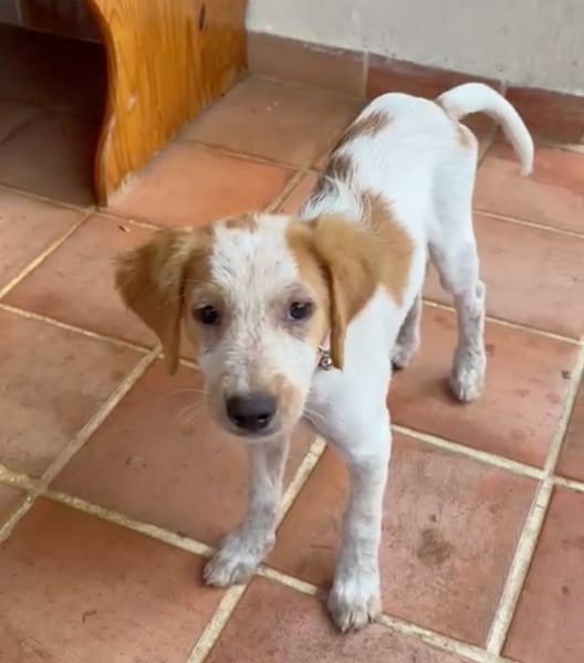 ACAÏ, chiot femelle Croisée Épagneul