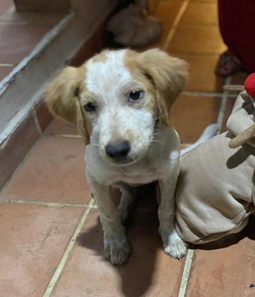 ACAÏ, chiot femelle Croisée Épagneul