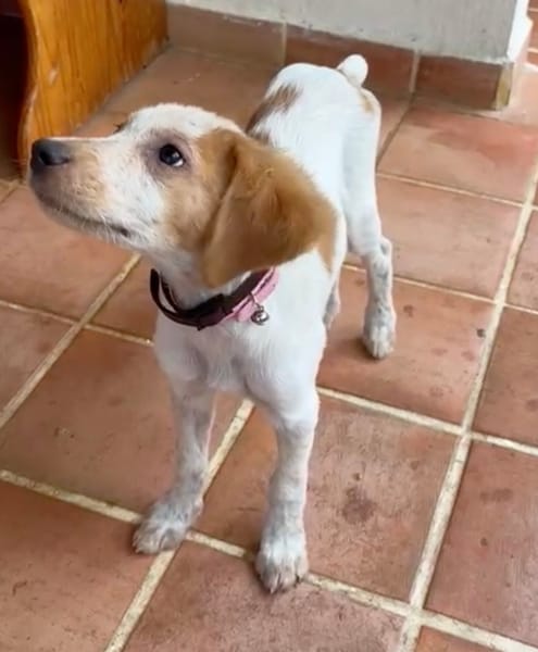 ACAÏ, chiot femelle Croisée Épagneul