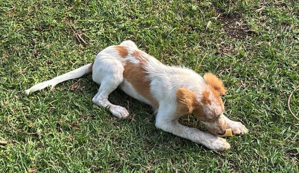 ACAÏ, chiot femelle Croisée Épagneul