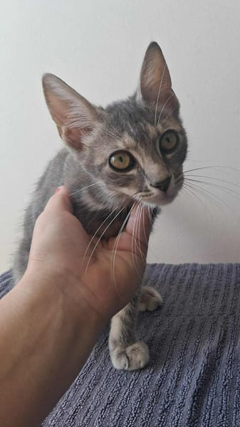 🐾 À L’ADOPTION – GREY, adorable petite chatonne 🐾