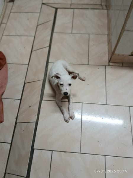 🐾 À L’ADOPTION – INDRA, malicieuse et pleine d’amour 🐾