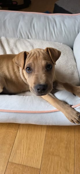 🐾 À L’ADOPTION – LOOPING, petit fauve vif et attendrissant 🐾