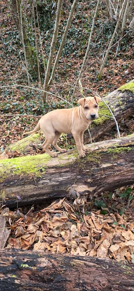 🐾 À L’ADOPTION – LOOPING, petit fauve vif et attendrissant 🐾