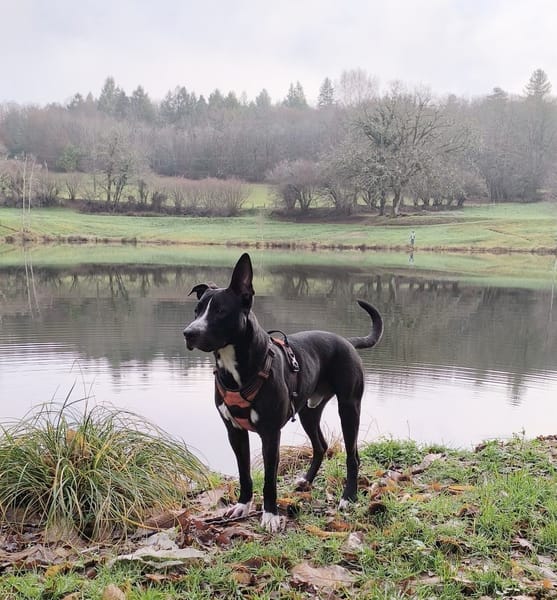 JEÏKO Mâle Berger créole junior