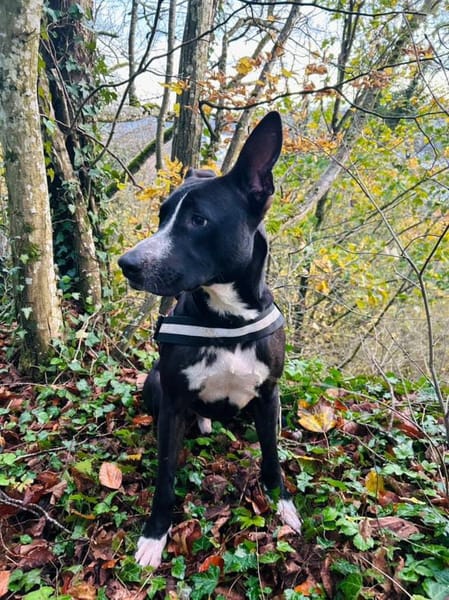 JEÏKO Mâle Berger créole junior