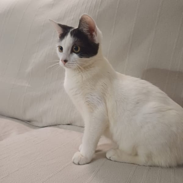 KALICY, chaton femelle européen