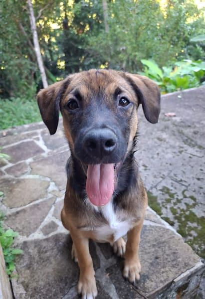 NAMEA, chiot Berger Créole femelle