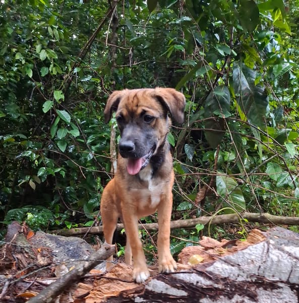 NAMEA, chiot Berger Créole femelle
