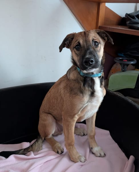 SANJEE, chiot Berger Créole mâle