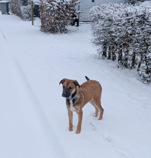 SANJEE, chiot Berger Créole mâle