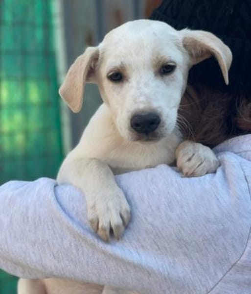 Ambra sucht ein Körbchen  🥰